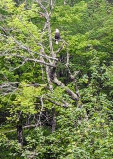 Bald eagle at Jim Darling Natural Area