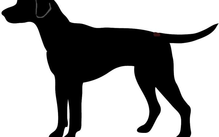 Dogs